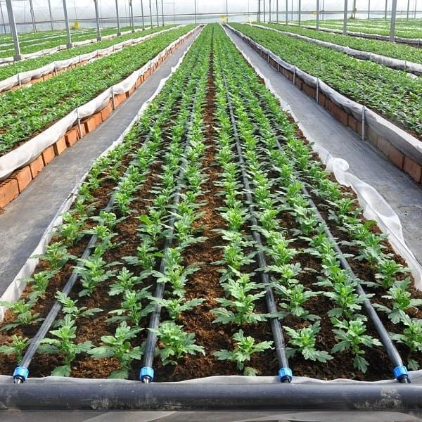 Drip irrigation system installed in a greenhouse by Kolman Agro Engineering