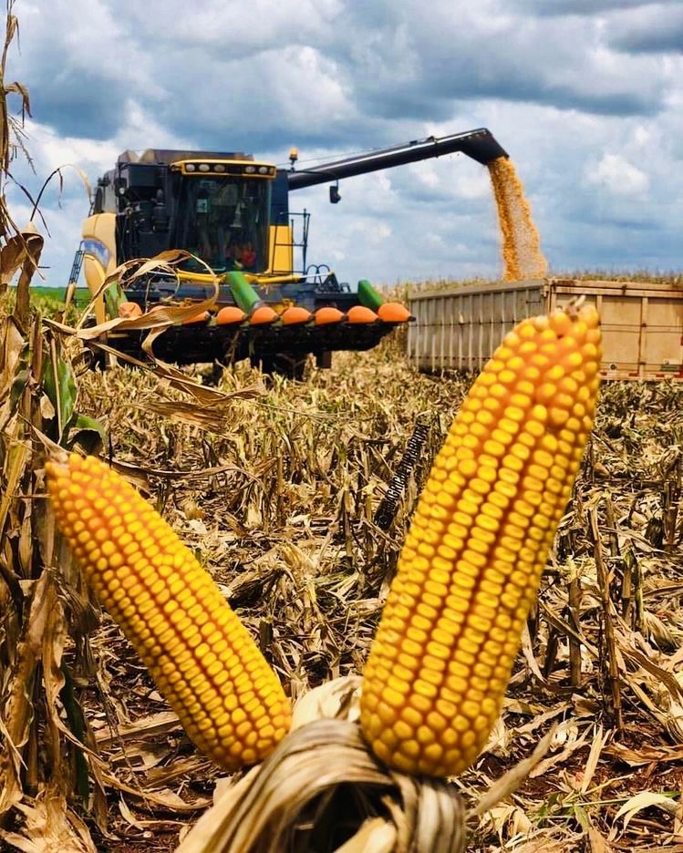 Grain Technology services